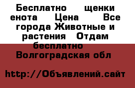 Бесплатно !!! щенки енота!! › Цена ­ 1 - Все города Животные и растения » Отдам бесплатно   . Волгоградская обл.